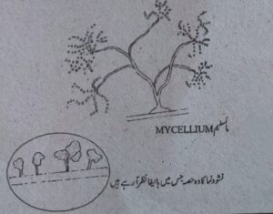 مولڈز پھپھوندی