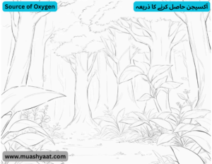 آکسیجن حاصل کرنے کا ذریعہ