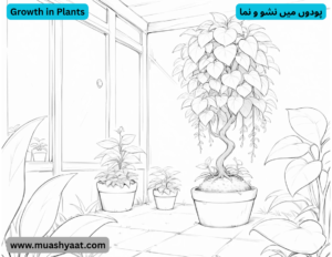 پودوں میں نشو و نما