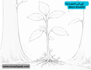تنے کی نشو و نما           