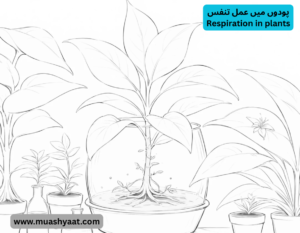 Respiration in plants پودوں میں عمل تنفس