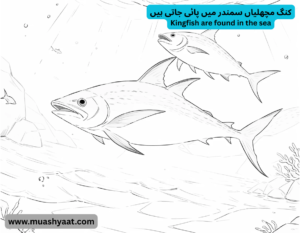 کنگ مچھلیاں سمندر میں پائی جاتی ہیں