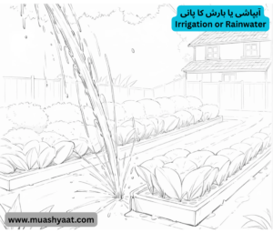 آبپاشی یا بارش کا پانی