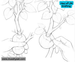 بغل گیر پیوند