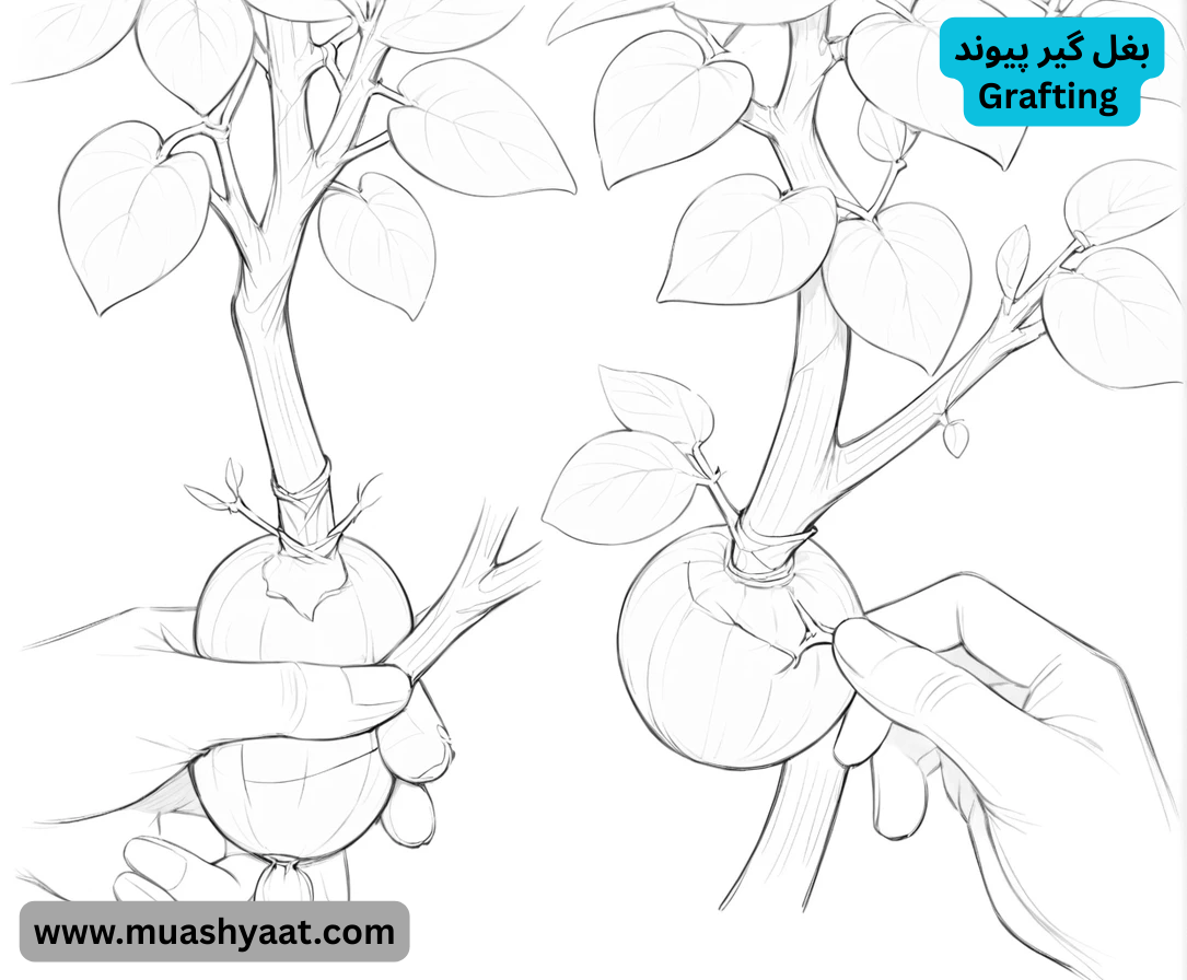 بغل گیر پیوند