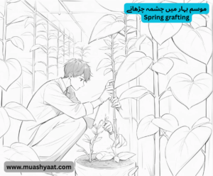 موسم بہار میں چشمہ چڑھانے