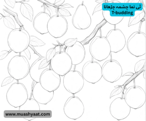 ٹی نما چشمہ چڑھانا