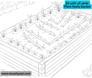 پودوں کی جڑیں باغ