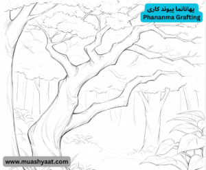 پھانانما پیوند کاری 