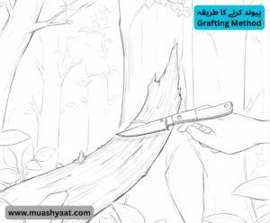 پیوند کرنے کا طریقہ