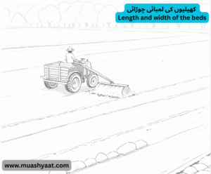 کھیلیوں کی لمبائی چوڑائی
