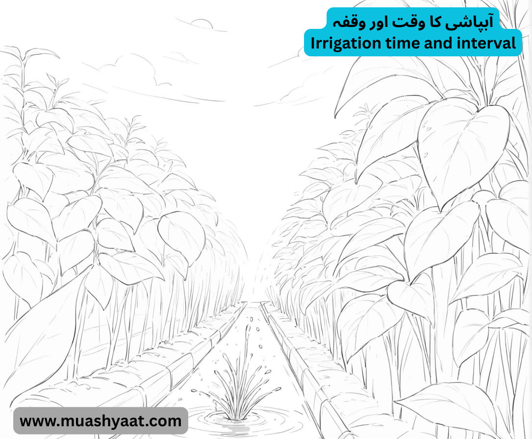 آبپاشی کا وقت اور وقفہ