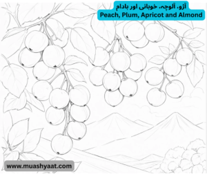آڑو، آلوچہ، خوبانی اور بادام