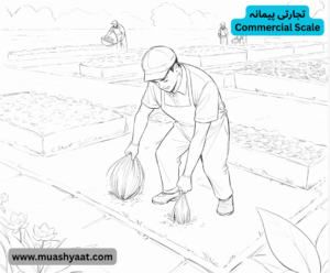 تجارتی پیمانہ
