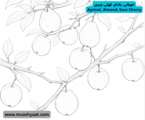 خوبانی، بادام، کھٹی چیری