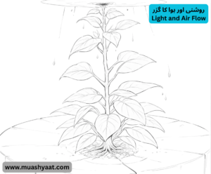 روشنی اور ہوا کا گزر