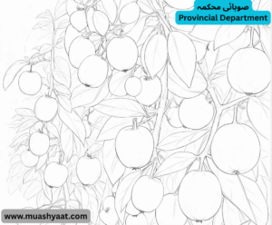 صوبائی محکمہ