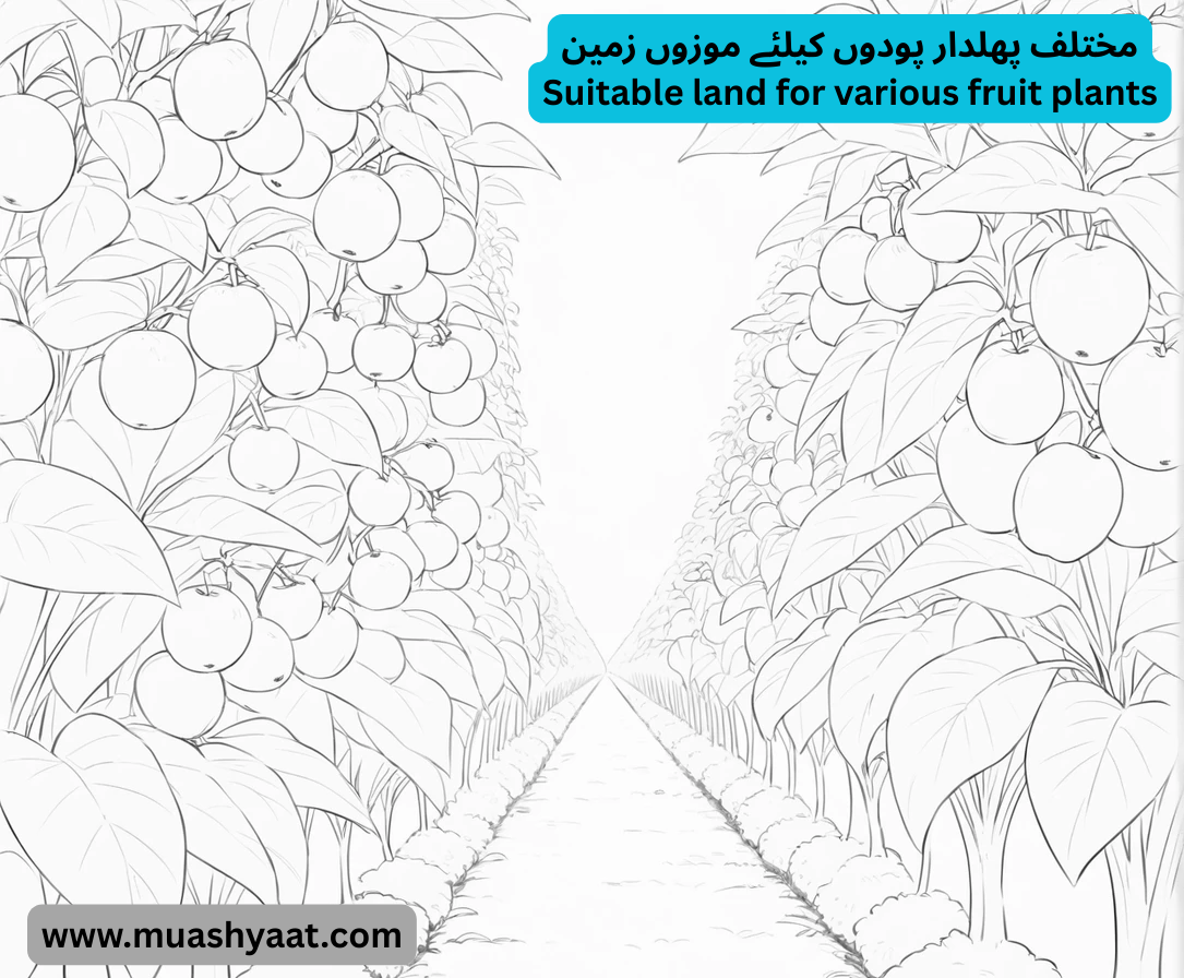 مختلف پھلدار پودوں کیلئے موزوں زمین