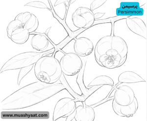 پرسیمن