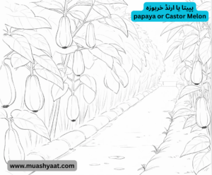 پپیتا یا ارنڈ خربوزہ