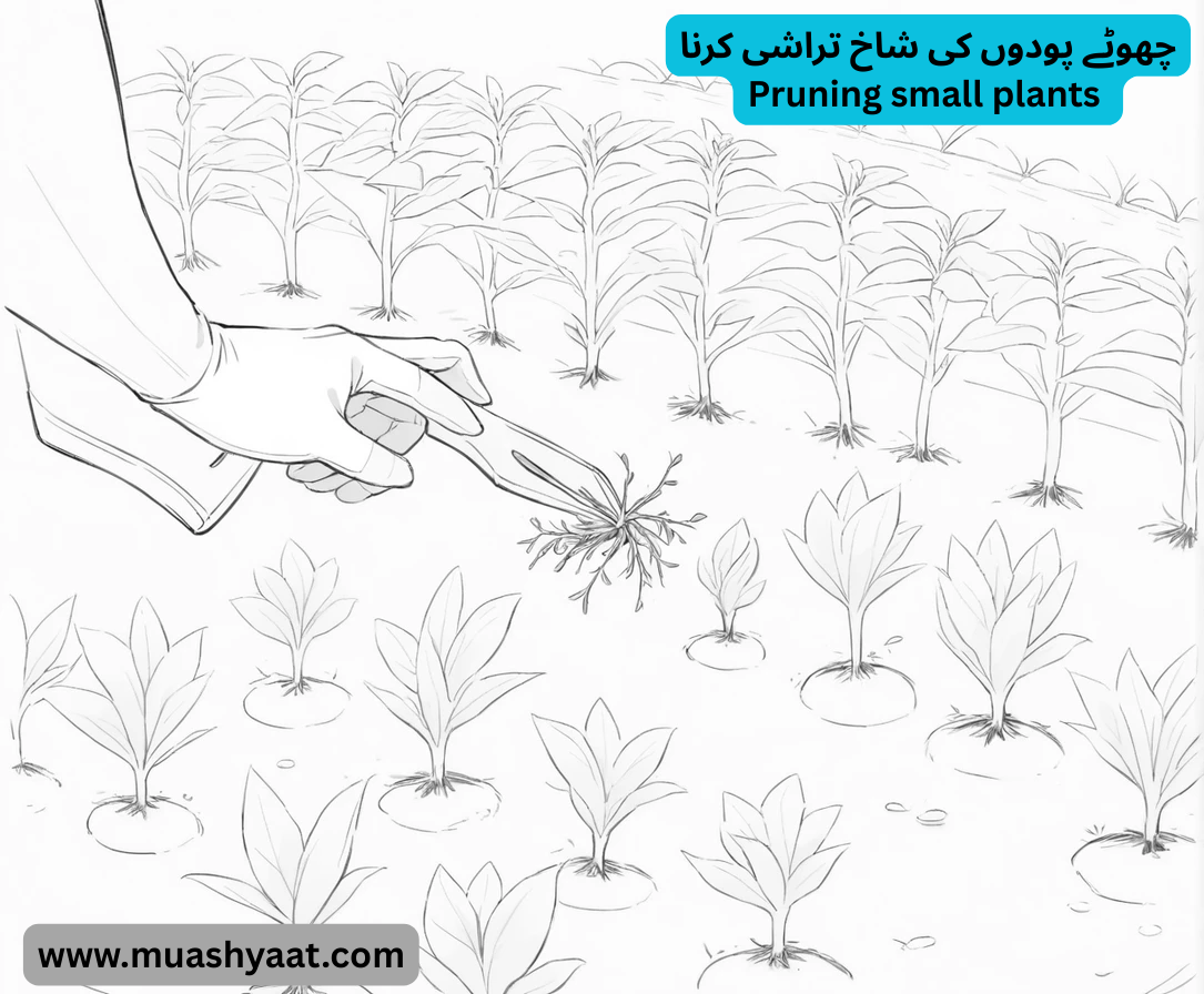 چھوٹے پودوں کی شاخ تراشی کرنا