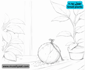 چھوٹے پودے