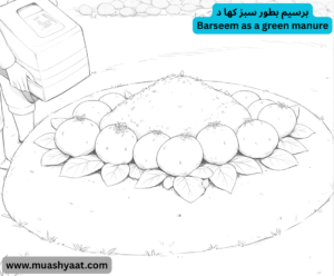 برسیم بطور سبز کھا د