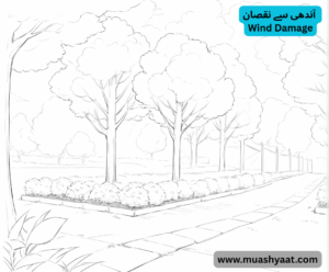 آندھی سے نقصان