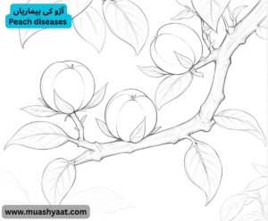 آڑو کی بیماریاں