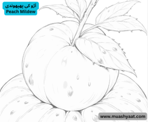  آڑو کی پھپھوندی 