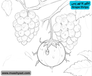  انگور کا تھر پس