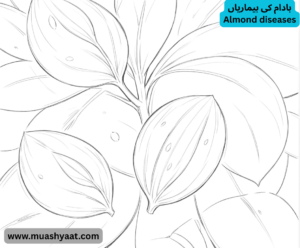 بادام کی بیماریاں