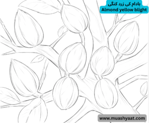 بادام کی زرد کنگی