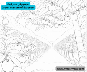 برسیم کی سبز کھاد