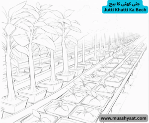 جٹی کھٹی کا بیچ