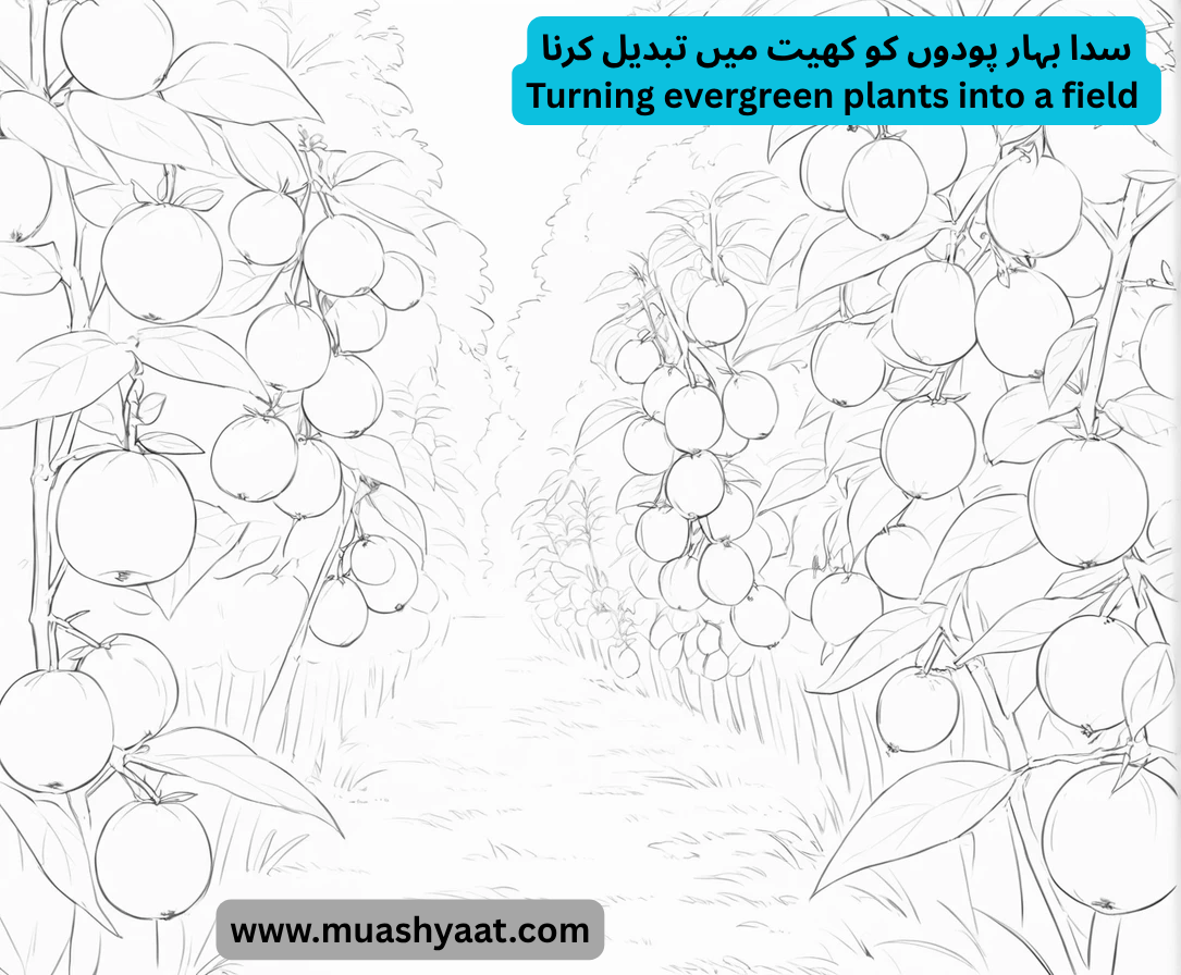 سدا بہار پودوں کو کھیت میں تبدیل کرنا