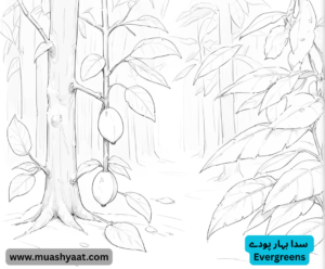 سدا بہار پودے