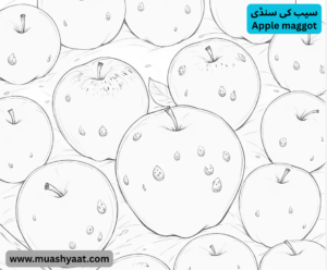 سیب کی سنڈی