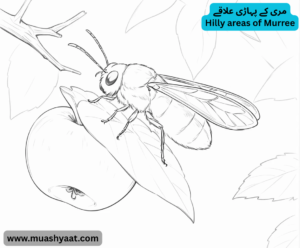 مری کے پہاڑی علاقے