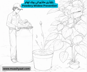 پاؤڈری ملڈیو کی روک تھام