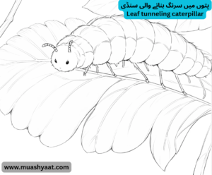 پتوں میں سرنگ بنانے والی سنڈی