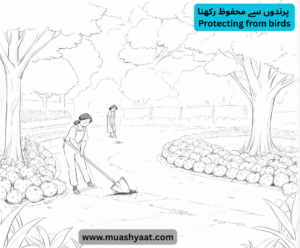 پرندوں  سے  محفوظ رکھنا