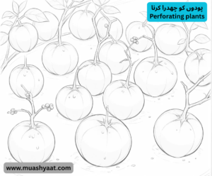 پودوں کو چھدرا کرنا