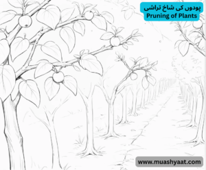 پودوں کی شاخ تراشی