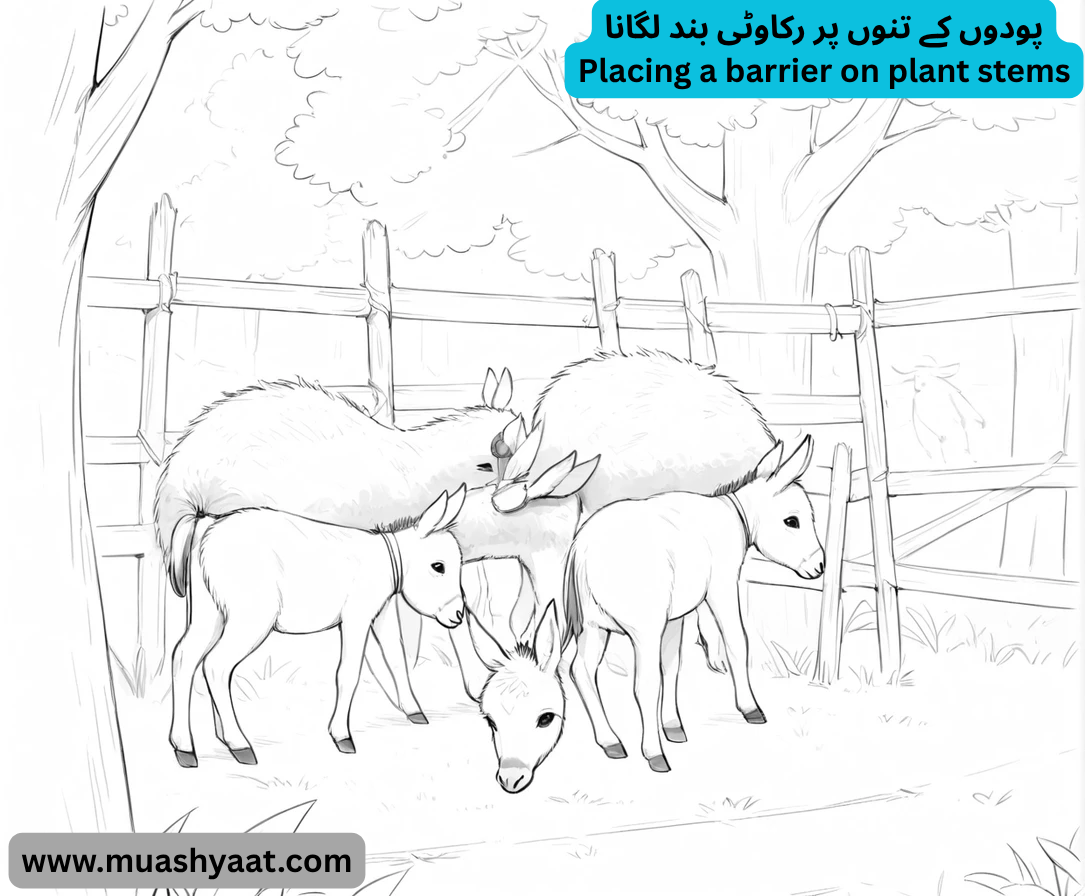 پودوں کے تنوں پر رکاوٹی بند لگانا