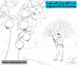 پودے لگانے کے لیے گڑھے کھودنا 