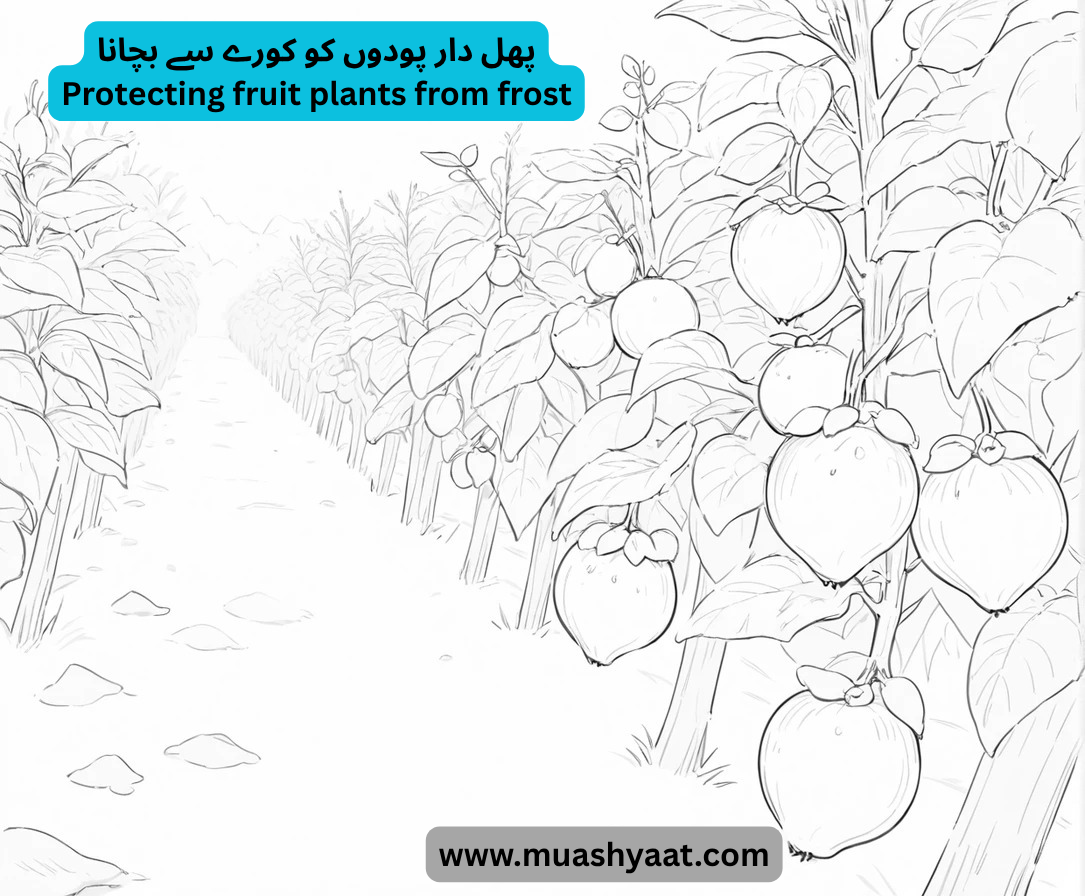 پھل دار پودوں کو کورے سے بچانا