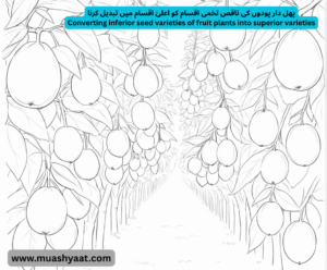 پھل دار پودوں کی ناقص تخمی اقسام کو اعلیٰ اقسام میں تبدیل کرنا