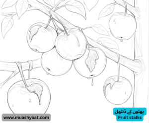 پھلوں کے ڈنٹھل