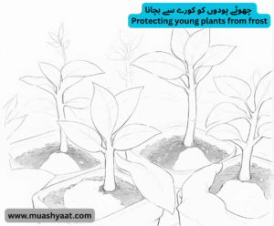 چھوٹے پودوں کو کورے سے بچانا